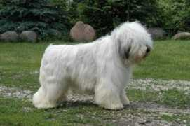 Walor