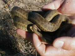 snakesofarizona.com Wangar