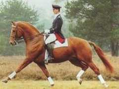 redstonehanoverians.co.uk Wangelis