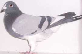 pigeonauctions.com Wanroy