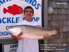 fishtradewinds.com Wardrup