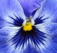 treklens.com Watchers