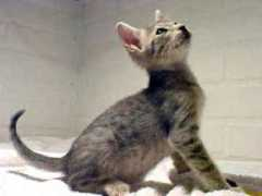 gotcatsonline.com Wathina