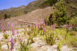 capetownskies.com Watsone