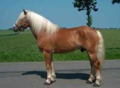 haflingerdressuurstal.nl Watze