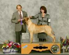 blackriverbullmastiffs.com Weepee