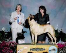 blackriverbullmastiffs.com Weepee