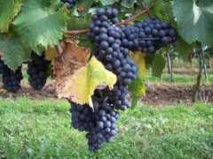 Wein