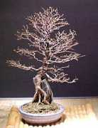 Weiseman