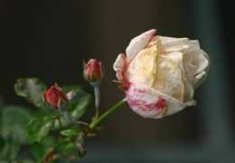 ashindra.de Welke