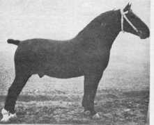 gelderlanderhorse.nl Werida