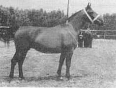 gelderlanderhorse.nl Werida