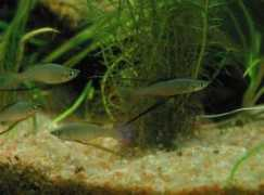 badmanstropicalfish.com Werneri
