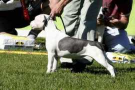 dalstaff.no Westeraas