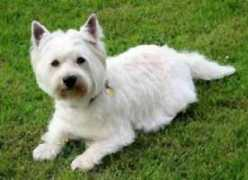 Westie