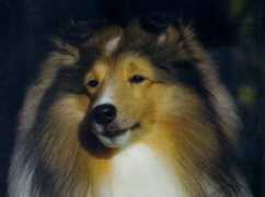 weststarshelties.com Weststar