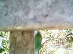 butterflyplants.com Wheezer
