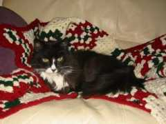lighthousekitty.com Wheezer