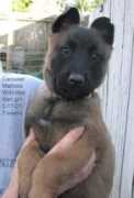 carouselmalinois.com Wildred