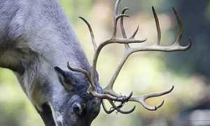 diepresse.com Wildren