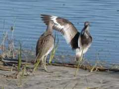 Willet