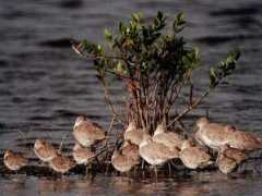 Willets