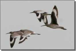 Willets