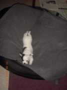 Wilma