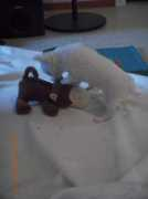 Wilma
