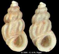 gastropods.com Wilmae