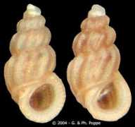 gastropods.com Wilmae