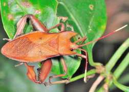 brisbaneinsects.com Wilter