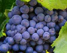 Winery