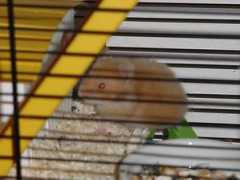 hamsterinfo.de Winnieh