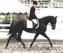 losalamosdressage.com Wolcan