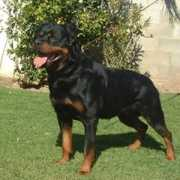 4rottweilers.com Wolfert