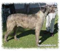 Wolfhound