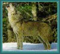 Wolfhowl