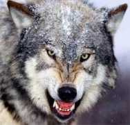 clap.name Wolfing