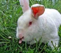 gotsmallanimalsonline.com Wolner