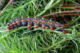 insektenbox.de Wolsch