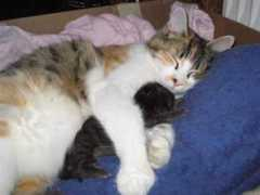 cutelittlekittens.com Wolverini
