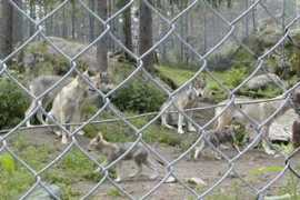 Wolvers