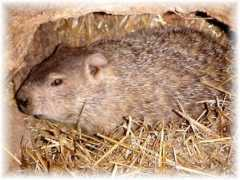 Woodchuck