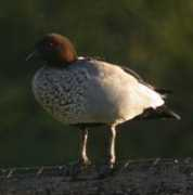 Woodduck