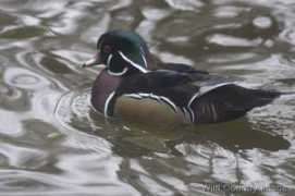 Woodduck
