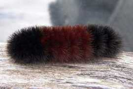 Woolly