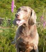 enryb-weimaraners.org.uk Wortha