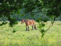 picturesofengland.com Wortham