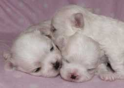 marquessmaltese.com Wpm